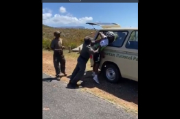 Nic Dlamini violemment arrêté par des rangers en Afrique du Sud